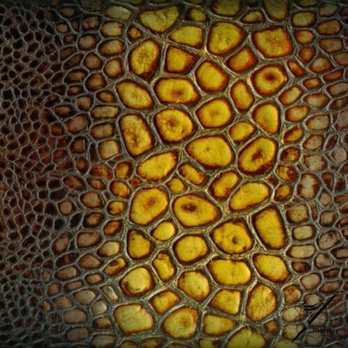 چرم اگزوتیک چیست؟